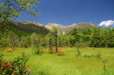 レンゲツツジ咲き誇る初夏の上高地