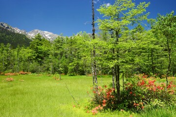 レンゲツツジ咲き誇る初夏の上高地
