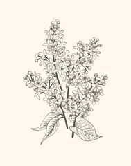 Lilac. Vintage poster with lilacs.  Black and white drawing. Vector botanical illustration. Engraving style.