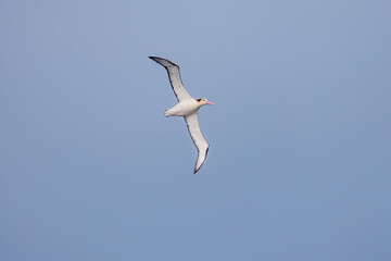 沖を飛翔する巨大なアホウドリ（アホウドリ科）。翼長は２m以上。
英名学名：Short-tailed albatross, Phoebastria albatrus
絶海の孤島である、三宅島周辺は非常に海鳥の数が多い。
東海汽船東京湾～伊豆諸島八丈島、太平洋航路の橘丸船上-2025
