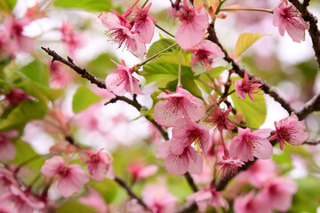葉桜になった河津桜