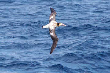 沖を飛翔する巨大なアホウドリ（アホウドリ科）。翼長は２m以上。
英名学名：Short-tailed albatross, Phoebastria albatrus
絶海の孤島である、三宅島周辺は非常に海鳥の数が多い。
東海汽船東京湾～伊豆諸島八丈島、太平洋航路の橘丸船上-2025

