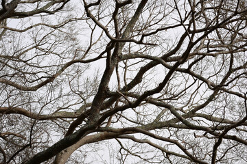 冬枯れした木々