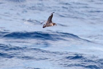 飛翔する美しいハシボソミズナギドリ（ミズナギドリ科）の群れ。
英名学名：Short-tailed Shearwater, Ardenna tenuirostris
絶海の孤島である、三宅島周辺は非常に海鳥の数が多い。
東海汽船東京湾～伊豆諸島八丈島、太平洋航路の橘丸船上-2025
