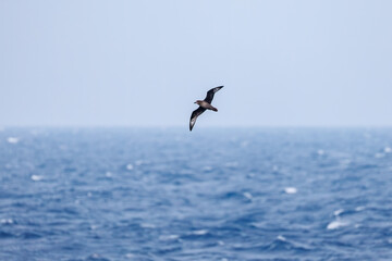 飛翔する美しいハシボソミズナギドリ（ミズナギドリ科）の群れ。
英名学名：Short-tailed Shearwater, Ardenna tenuirostris
絶海の孤島である、三宅島周辺は非常に海鳥の数が多い。
東海汽船東京湾～伊豆諸島八丈島、太平洋航路の橘丸船上-2025
