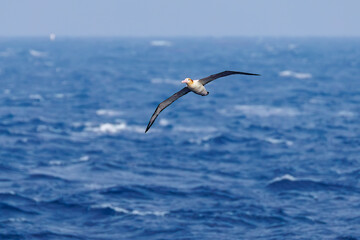 沖を飛翔する巨大なアホウドリ（アホウドリ科）。翼長は２m以上。
英名学名：Short-tailed albatross, Phoebastria albatrus
絶海の孤島である、三宅島周辺は非常に海鳥の数が多い。
東海汽船東京湾～伊豆諸島八丈島、太平洋航路の橘丸船上-2025
