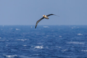 沖を飛翔する巨大なアホウドリ（アホウドリ科）。翼長は２m以上。
英名学名：Short-tailed albatross, Phoebastria albatrus
絶海の孤島である、三宅島周辺は非常に海鳥の数が多い。
東海汽船東京湾～伊豆諸島八丈島、太平洋航路の橘丸船上-2025
