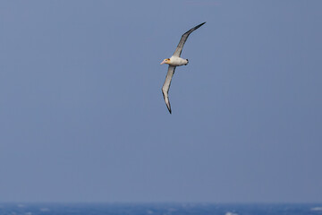 沖を飛翔する巨大なアホウドリ（アホウドリ科）。翼長は２m以上。
英名学名：Short-tailed albatross, Phoebastria albatrus
絶海の孤島である、三宅島周辺は非常に海鳥の数が多い。
東海汽船東京湾～伊豆諸島八丈島、太平洋航路の橘丸船上-2025
