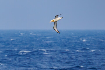 沖を飛翔する巨大なアホウドリ（アホウドリ科）。翼長は２m以上。
英名学名：Short-tailed albatross, Phoebastria albatrus
絶海の孤島である、三宅島周辺は非常に海鳥の数が多い。
東海汽船東京湾～伊豆諸島八丈島、太平洋航路の橘丸船上-2025
