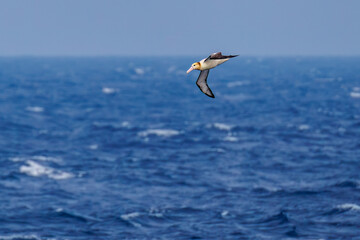 沖を飛翔する巨大なアホウドリ（アホウドリ科）。翼長は２m以上。
英名学名：Short-tailed albatross, Phoebastria albatrus
絶海の孤島である、三宅島周辺は非常に海鳥の数が多い。
東海汽船東京湾～伊豆諸島八丈島、太平洋航路の橘丸船上-2025
