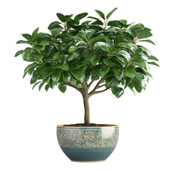 A 3D Ficus Tree with Wide Glossy Leaves in a Decorative Pot Isolated on Transparent Background