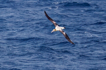 沖を飛翔する巨大なアホウドリ（アホウドリ科）。翼長は２m以上。
英名学名：Short-tailed albatross, Phoebastria albatrus
絶海の孤島である、三宅島周辺は非常に海鳥の数が多い。
東海汽船東京湾～伊豆諸島八丈島、太平洋航路の橘丸船上-2025
