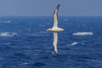 沖を飛翔する巨大なアホウドリ（アホウドリ科）。翼長は２m以上。
英名学名：Short-tailed albatross, Phoebastria albatrus
絶海の孤島である、三宅島周辺は非常に海鳥の数が多い。
東海汽船東京湾～伊豆諸島八丈島、太平洋航路の橘丸船上-2025
