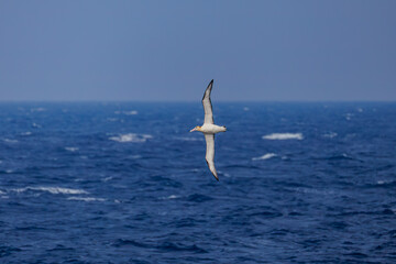 沖を飛翔する巨大なアホウドリ（アホウドリ科）。翼長は２m以上。
英名学名：Short-tailed albatross, Phoebastria albatrus
絶海の孤島である、三宅島周辺は非常に海鳥の数が多い。
東海汽船東京湾～伊豆諸島八丈島、太平洋航路の橘丸船上-2025
