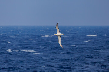 沖を飛翔する巨大なアホウドリ（アホウドリ科）。翼長は２m以上。
英名学名：Short-tailed albatross, Phoebastria albatrus
絶海の孤島である、三宅島周辺は非常に海鳥の数が多い。
東海汽船東京湾～伊豆諸島八丈島、太平洋航路の橘丸船上-2025
