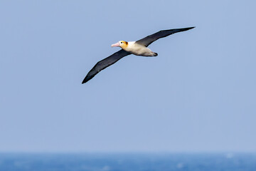 沖を飛翔する巨大なアホウドリ（アホウドリ科）。翼長は２m以上。
英名学名：Short-tailed albatross, Phoebastria albatrus
絶海の孤島である、三宅島周辺は非常に海鳥の数が多い。
東海汽船東京湾～伊豆諸島八丈島、太平洋航路の橘丸船上-2025
