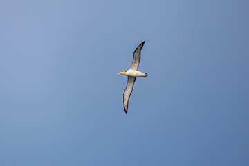 Obraz premium 沖を飛翔する巨大なアホウドリ（アホウドリ科）。翼長は２m以上。 英名学名：Short-tailed albatross, Phoebastria albatrus 絶海の孤島である、三宅島周辺は非常に海鳥の数が多い。 東海汽船東京湾～伊豆諸島八丈島、太平洋航路の橘丸船上-2025 