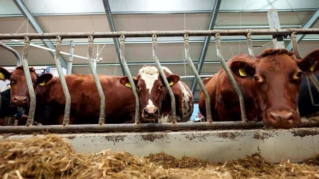 Farming metal headlock management systems, diary cattle herd feeding