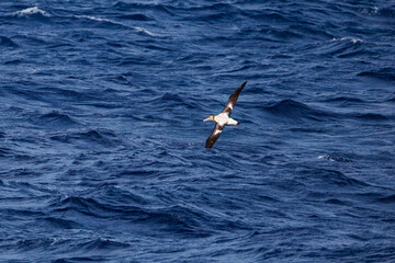 沖を飛翔する巨大なアホウドリ（アホウドリ科）。翼長は２m以上。
英名学名：Short-tailed albatross, Phoebastria albatrus
絶海の孤島である、三宅島周辺は非常に海鳥の数が多い。
東海汽船東京湾～伊豆諸島八丈島、太平洋航路の橘丸船上-2025

