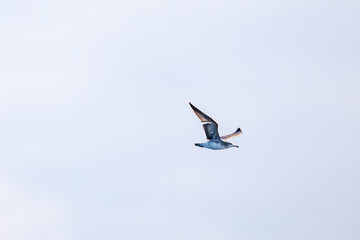 海で見かけた飛翔する美しいウミネコ（カモメ科）の群れ。
英名学名：Black-tailed Gull (Larus crassirostris),
絶海の孤島である、三宅島周辺は非常に海鳥の数が多い。
東海汽船東京湾～伊豆諸島八丈島、太平洋航路の橘丸船上-2025

