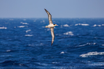 沖を飛翔する巨大なアホウドリ（アホウドリ科）。翼長は２m以上。
英名学名：Short-tailed albatross, Phoebastria albatrus
絶海の孤島である、三宅島周辺は非常に海鳥の数が多い。
東海汽船東京湾～伊豆諸島八丈島、太平洋航路の橘丸船上-2025
