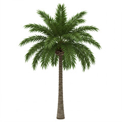 A realistic palm tree with a tall trunk and a crown of green fronds on a white background.