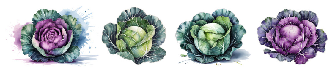 Obraz premium Watercolor cabbage painting isolated on a white background, perfect for food, vegetable, and kids story book designs.