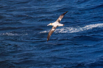 Obraz premium 沖を飛翔する巨大なアホウドリ（アホウドリ科）。翼長は２m以上。 英名学名：Short-tailed albatross, Phoebastria albatrus 絶海の孤島である、三宅島周辺は非常に海鳥の数が多い。 東海汽船東京湾～伊豆諸島八丈島、太平洋航路の橘丸船上-2025 