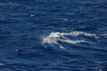 Fototapeta premium 飛翔する美しいオオミズナギドリ（ミズナギドリ科）の群れ。 英名学名：Streaked Shearwater, Calonectris leucomelas 絶海の孤島である、三宅島周辺は非常に海鳥の数が多い。 東海汽船東京湾～伊豆諸島八丈島、太平洋航路の橘丸船上-2025 