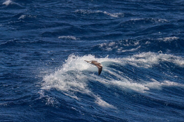 Fototapeta premium 飛翔する美しいオオミズナギドリ（ミズナギドリ科）の群れ。 英名学名：Streaked Shearwater, Calonectris leucomelas 絶海の孤島である、三宅島周辺は非常に海鳥の数が多い。 東海汽船東京湾～伊豆諸島八丈島、太平洋航路の橘丸船上-2025 