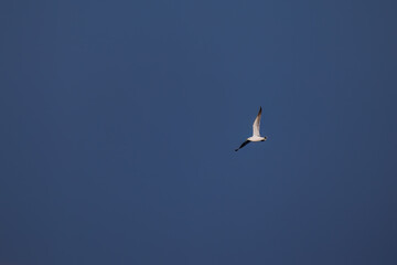 飛翔する美しいウミネコ（カモメ科）の群れ
英名学名：Black-tailed gull (Larus crassirostris)
絶海の孤島である、三宅島周辺は非常に海鳥の数が多い。
東海汽船東京湾～伊豆諸島八丈島、太平洋航路の橘丸船上-2025
