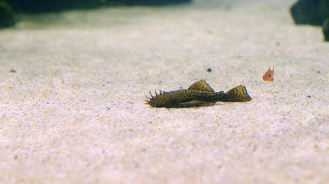 

Close up Aquarium fish Bristlenose Catfish  feeding on bottom of a tank.  Tropical exotic fish Ancistrus  freshwater tank with green plants on background.  Aqua  space.