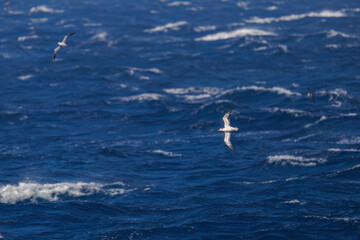飛翔する美しいオオミズナギドリ（ミズナギドリ科）の群れ。
英名学名：Streaked Shearwater, Calonectris leucomelas
絶海の孤島である、三宅島周辺は非常に海鳥の数が多い。
東海汽船東京湾～伊豆諸島八丈島、太平洋航路の橘丸船上-2025
