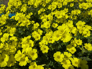 Spring field. Bright yellow sorrel flowers in green grass background, closeup