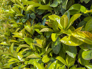 Green glossy leaves background, cherry laurel evergreen shrub closeup view
