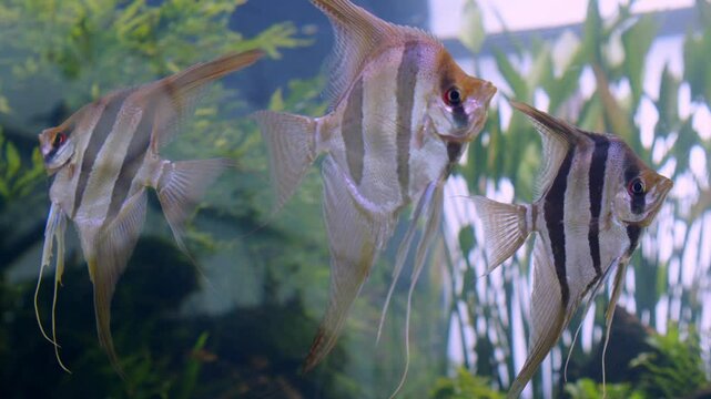 Beautiful big Angelfish Koi in freshwater aquarium with green plants. Freshwater tank with Angel fish in green underwater landscape. Big Freshwater Aquarium of Takashi Amano  at Lisbon Oceanarium.