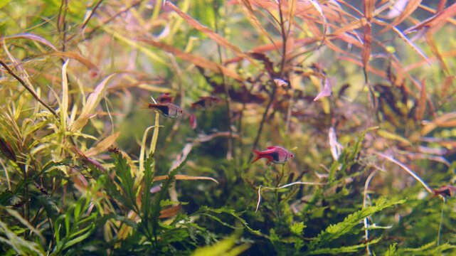 Flock of Aquarium fish Harlequin Rasbora in close-up against the background of bright algae in the tank.  Tropical exotic fish swimming in the Beautiful  freshwater tank with green plants and.
