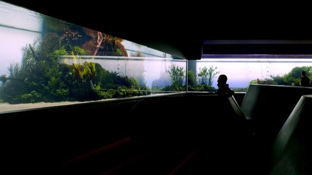 Man sits and watching on the Biggest Freshwater Aquarium of Takashi Amano  at Lisbon Oceanarium. Huge freshwater tank with beautiful green underwater landscape. Largest freshwater tank in the world.