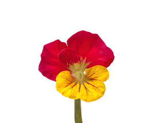 Obraz premium nasturtium flower isolated on transparent background 