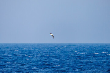 沖を飛翔する巨大なコアホウドリ（アホウドリ科）。翼長は２m以上。
英名学名：Laysan Albatross, Diomedea immutabilis
絶海の孤島である、三宅島周辺は非常に海鳥の数が多い。
東海汽船東京湾～伊豆諸島八丈島、太平洋航路の橘丸船上-2025
