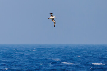 沖を飛翔する巨大なコアホウドリ（アホウドリ科）。翼長は２m以上。
英名学名：Laysan Albatross, Diomedea immutabilis
絶海の孤島である、三宅島周辺は非常に海鳥の数が多い。
東海汽船東京湾～伊豆諸島八丈島、太平洋航路の橘丸船上-2025
