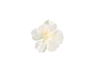 nasturtium flower isolated on transparent background 