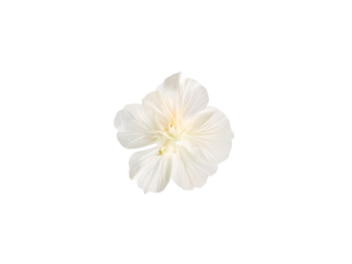 nasturtium flower isolated on transparent background 
