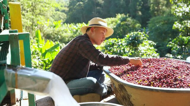 Coffee plantation cultivation, Coffee bean business industry. Asian farmer, farm worker working, cleaning and washing ripe organic Arabica coffee cherries beans at agriculture field on the mountain.