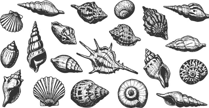 Hand drawn vector illustrations - seamless pattern of seashells. Marine background. Perfect for invitations, greeting cards, posters, prints, banners, flyers