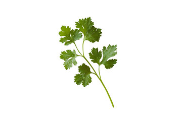 Fresh Cilantro Sprig Isolated Black Background
