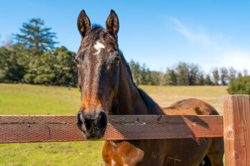 Close-up of a brown horse behind a fence on a farm