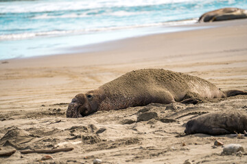 Portrait of a male elephant seal, Drakes Beach, California	