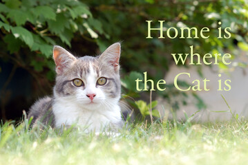 Home is where the cat is - quote