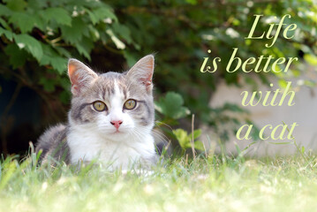 Life is better with a cat - quote